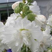 Alcea 'Spring Celebrities White' (2L pot) image