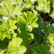 Alchemilla mollis (3L pot)
