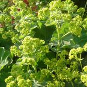 Alchemilla Mollis (2L pot) image