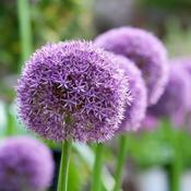 Allium 'Ambassador' (1 bulb)