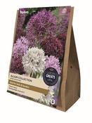 Allium Collection (40 bulbs) image