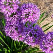 Allium 'Millenium' (3L pot) image