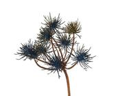 Allium image