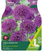 Allium Purple Sensation XL (18 bulbs) image