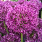 Allium Purple Sensation (50 bulbs)