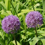 Allium angulosum 'Summer Beauty' (2L pot) image