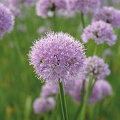 Allium 'Summer Beauty' ® (2L pot) image
