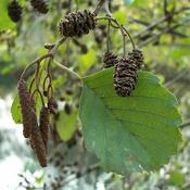 Alnus Glutinosa (7.5L pot) image