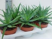 Aloe arborescens (15cm pot) image