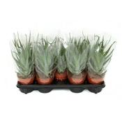 Aloe arborescens image