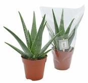 Aloe 'Medivera® Mistral' (12cm pot)