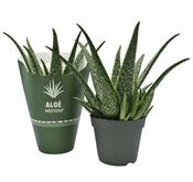 Aloe Medivera® Tropical (14cm pot)