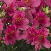 Alstroemeria Colorita® 'Ivana' (3L pot) image
