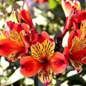 Alstroemeria 'Indian Summer'
