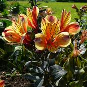 Alstroemeria 'Indian Summer' ® (3L pot)