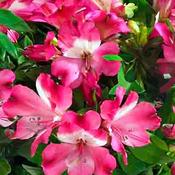 Alstroemeria Inticancha 'Romance' (3L pot) image
