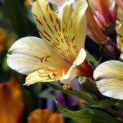 Alstroemeria 'Inticancha Yellow' (2L pot) image