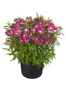Alstroemeria 'Summer Chic' (3L pot) image