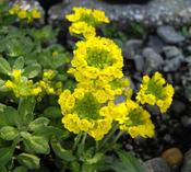 Alyssum 'Berggold' (9cm pot) image