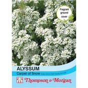 Alyssum 'Carpet of Snow' (1000) image