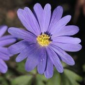 Anemone blanda Blue (9cm pot)