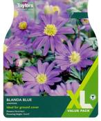 Anemone Blanda Blue XL (60 bulbs) image