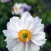 Anemone 'Dreaming Swan' (2L pot) image