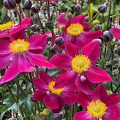 Anemone 'Fantasy Ariel' (2L pot) image