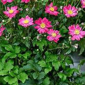 Anemone 'Fantasy Aurora' (2L pot) image