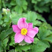 Anemone Fantasy 'Cinderella' (2L pot) image