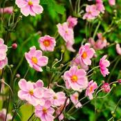 Anemone 'Fantasy Jasmine' (2L pot) image