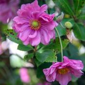 Anemone Fantasy 'Pocahontas' (2L pot) image