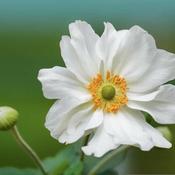 Anemone 'Fantasy Rapunzel' (2L pot) image