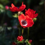 Anemone 'Harmony Scarlet' (3L pot) image