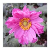 Anemone 'Pamina' (2L pot)
