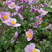 Anemone 'Regal Swan' (2L pot) image