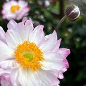 Anemone 'Royal Candy' (3L pot) image