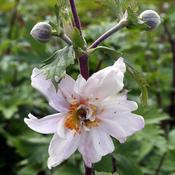 Anemone 'Ruffled Swan' (2L pot) image