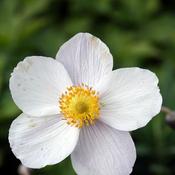 Anemone 'Wild Swan' (3L pot) image