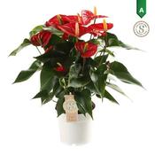 Anthurium 'Red Champion' (14cm pot)