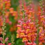 Antirrhinum 'Candy Orange' (2L pot) image