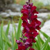 Antirrhinum 'Candy Red' (2L pot) image