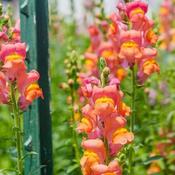 Antirrhinum Orange (3L pot) image
