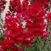 Antirrhinum Red (1L pot) image