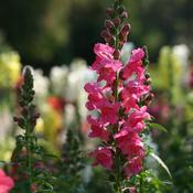 Antirrhinum Rose Pink (1L pot) image