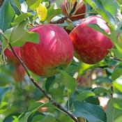 Malus domestica 'Summerred' (10L pot) image