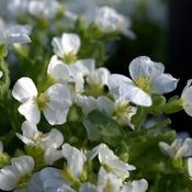 Arabis 'Arctic Joy' (9cm pot) image