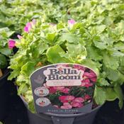 Arabis caucasica 'Deep Rose' (1L pot) image