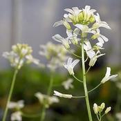 Arabis 'Old Gold' (9cm pot) image