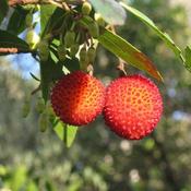 Arbutus unedo (3L pot) image